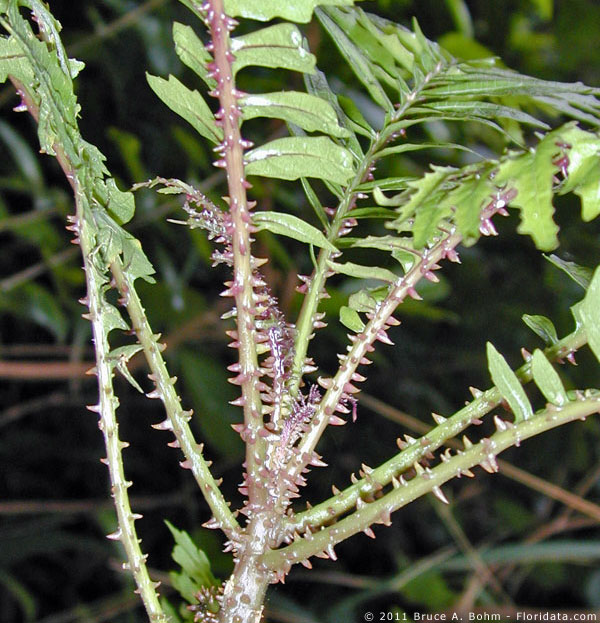 Cyanea asplenifolia