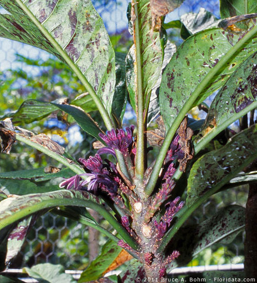Cyanea fissa