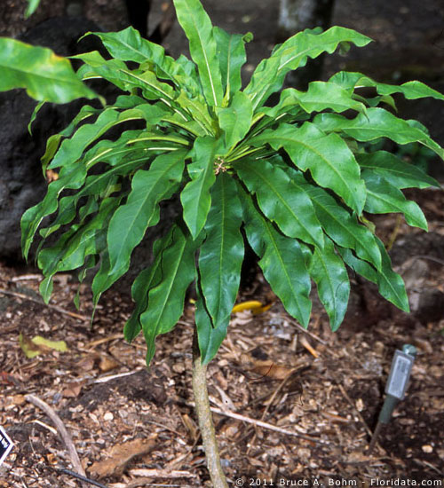 Cyanea hardii