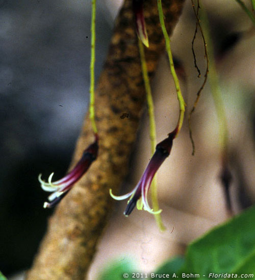 Cyanea hardii
