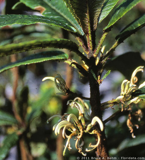 Cyanea platyphylla