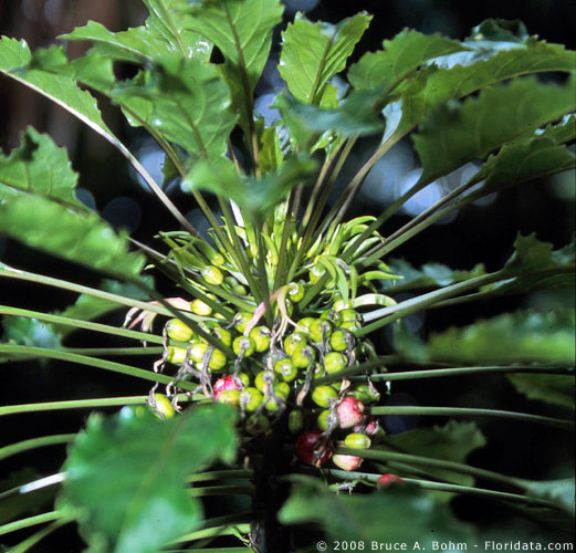 Delissea rhytidosperma