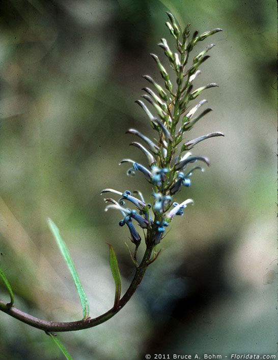lobelia dunbariae