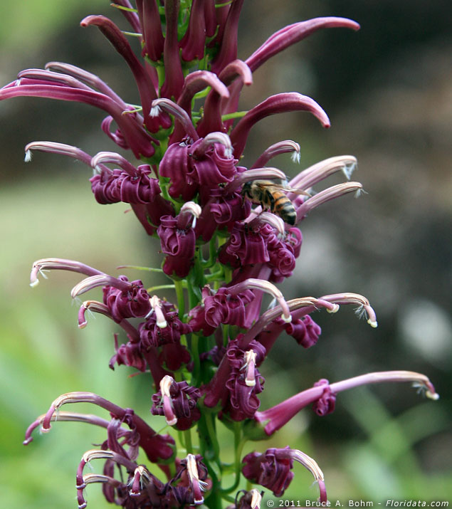 lobelia dunbariae