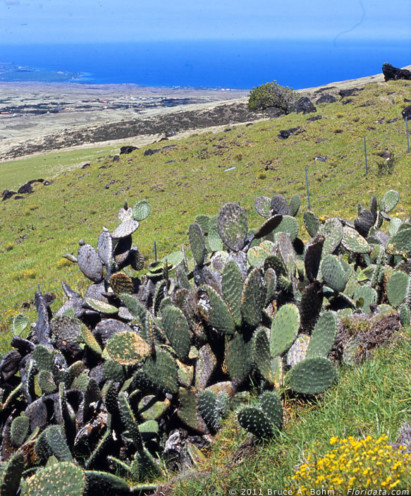 prickly pear