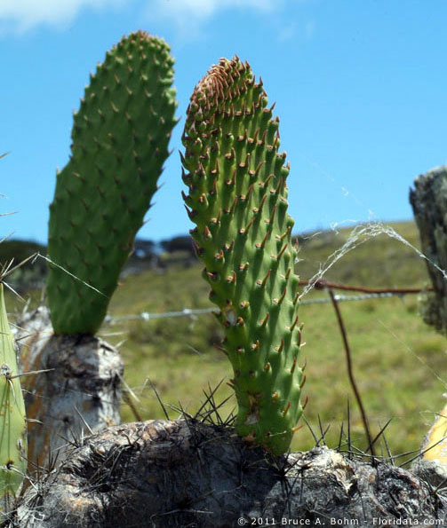 prickly pear