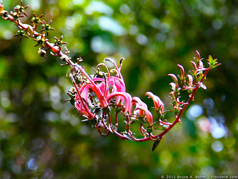 Trematolobelia kauaiensis