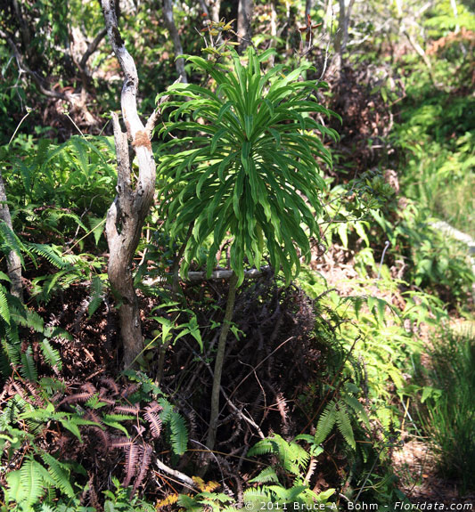Trematolobelia macrostachys