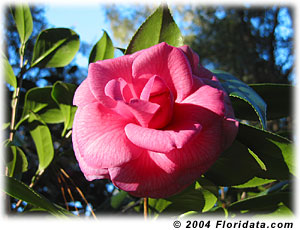 camellia