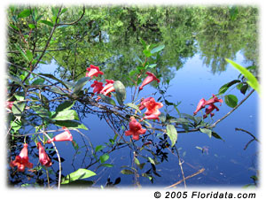 Crossvine