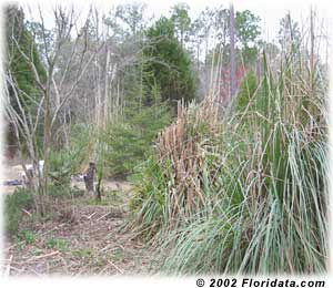pampas grass clump