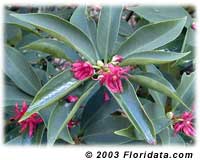 Florida anise