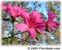 Formosa azalea