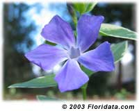 Big Periwinkle