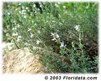 thyme